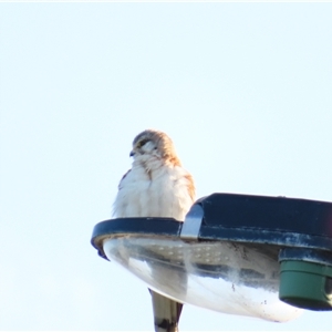 Falco cenchroides at Robe, SA - 28 Oct 2024