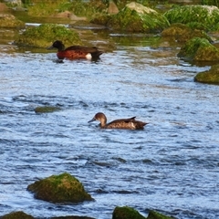 Anas castanea (Chestnut Teal) at Robe, SA - 28 Oct 2024 by MB