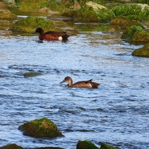 Anas castanea (Chestnut Teal) at Robe, SA by MB