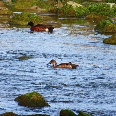 Anas castanea (Chestnut Teal) at Robe, SA - 27 Oct 2024 by MB