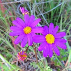 Senecio elegans (Purple Groundsel) at Robe, SA - 28 Oct 2024 by MB