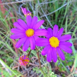 Senecio elegans at Robe, SA by MB