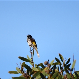 Phylidonyris novaehollandiae (New Holland Honeyeater) at Robe, SA by MB