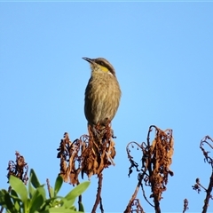 Gavicalis virescens (Singing Honeyeater) at Robe, SA - 28 Oct 2024 by MB