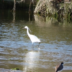 Ardea alba (Great Egret) at Robe, SA - 28 Oct 2024 by MB