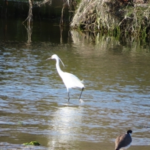 Ardea alba (Great Egret) at Robe, SA by MB