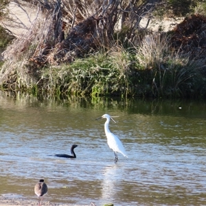 Phalacrocorax sulcirostris at Robe, SA - 28 Oct 2024 07:45 AM