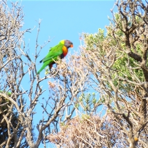 Trichoglossus moluccanus (Rainbow Lorikeet) at Robe, SA by MB