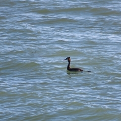 Podiceps cristatus (Great Crested Grebe) at Kingston SE, SA - 27 Oct 2024 by MB