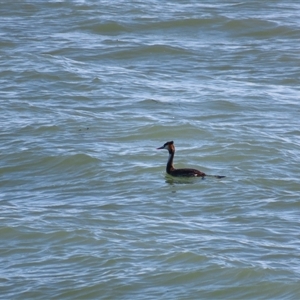 Podiceps cristatus (Great Crested Grebe) at Kingston SE, SA by MB