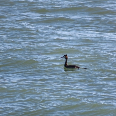 Podiceps cristatus (Great Crested Grebe) at Kingston SE, SA - 28 Oct 2024 by MB