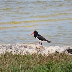 Haematopus longirostris (Australian Pied Oystercatcher) at Coorong, SA - 28 Oct 2024 by MB