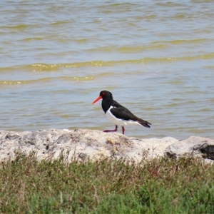 Haematopus longirostris at Coorong, SA - suppressed