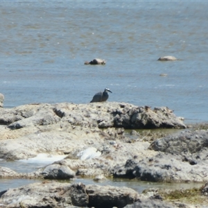 Egretta novaehollandiae at Salt Creek, SA - 28 Oct 2024