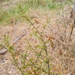 Acacia ulicifolia (Prickly Moses) at Isaacs, ACT - 7 Nov 2024 by Mike