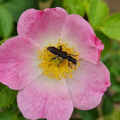 Eleale simplex (Clerid beetle) at Isaacs, ACT - 7 Nov 2024 by Mike