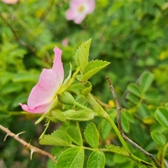 Rosa rubiginosa (Sweet Briar, Eglantine) at Isaacs, ACT - 7 Nov 2024 by Mike