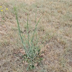 Chondrilla juncea (Skeleton Weed) at Isaacs, ACT - 7 Nov 2024 by Mike