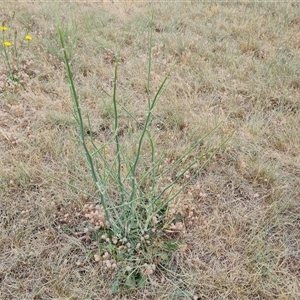 Chondrilla juncea at Isaacs, ACT - 7 Nov 2024 09:40 AM