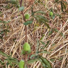 Passiflora caerulea at Isaacs, ACT - 7 Nov 2024 09:37 AM