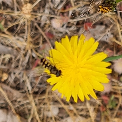 Syrphini sp. (tribe) (Unidentified syrphine hover fly) at Isaacs, ACT - 6 Nov 2024 by Mike