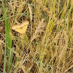 Anachloris subochraria (Golden Grass Carpet) at Isaacs, ACT - 6 Nov 2024 by Mike