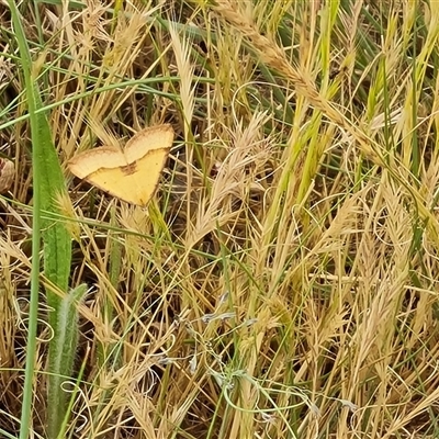 Anachloris subochraria (Golden Grass Carpet) at Isaacs, ACT - 6 Nov 2024 by Mike