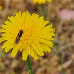 Syrphidae (family) (Unidentified Hover fly) at Isaacs, ACT - 7 Nov 2024 by Mike