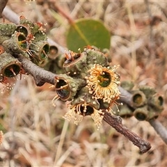 Eucalyptus serraensis (Grampians Stringybark) at Isaacs, ACT - 7 Nov 2024 by Mike