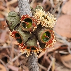 Eucalyptus serraensis at Isaacs, ACT - 7 Nov 2024 09:23 AM