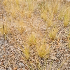 Austrostipa scabra (Corkscrew Grass, Slender Speargrass) at Isaacs, ACT - 7 Nov 2024 by Mike