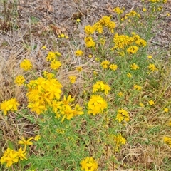 Hypericum perforatum (St John's Wort) at Isaacs, ACT - 6 Nov 2024 by Mike