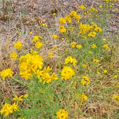 Hypericum perforatum (St John's Wort) at Isaacs, ACT - 7 Nov 2024 by Mike