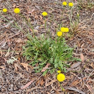 Hypochaeris radicata (Cat's Ear, Flatweed) at Isaacs, ACT - 7 Nov 2024 by Mike