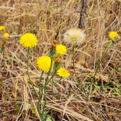 Hypochaeris radicata at Isaacs, ACT - 7 Nov 2024