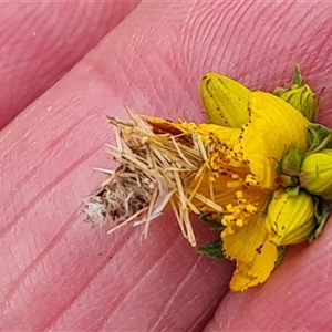 Heliocosma (genus - immature) at Isaacs, ACT - 7 Nov 2024