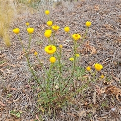 Xerochrysum viscosum (Sticky Everlasting) at Isaacs, ACT - 7 Nov 2024 by Mike