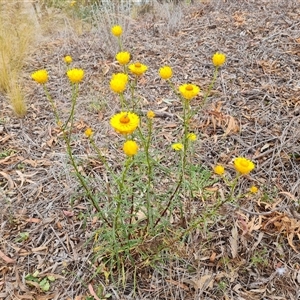 Xerochrysum viscosum at Isaacs, ACT - 7 Nov 2024