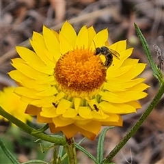 Xerochrysum viscosum at Isaacs, ACT - 7 Nov 2024