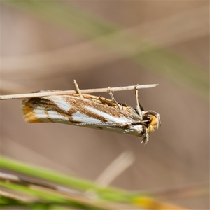 Philobota cretacea at Paddys River, ACT - 6 Nov 2024