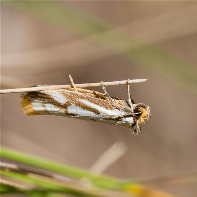 Philobota cretacea (A concealer moth) at Paddys River, ACT - 6 Nov 2024 by DPRees125