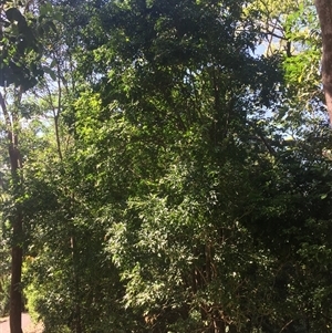 Atalaya rigida at Whitfield, QLD - 7 Nov 2024