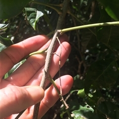 Atalaya rigida at Whitfield, QLD - 7 Nov 2024