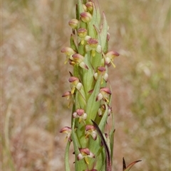 Disa bracteata (South African Orchid) at Freshwater Creek, VIC - 3 Nov 2024 by WendyEM