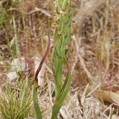 Disa bracteata at Freshwater Creek, VIC - 3 Nov 2024 01:28 PM