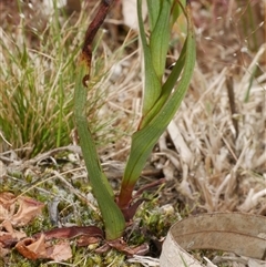 Disa bracteata at Freshwater Creek, VIC - 3 Nov 2024