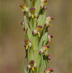 Disa bracteata at Freshwater Creek, VIC - 3 Nov 2024