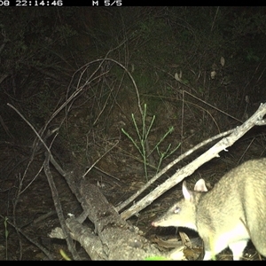 Perameles nasuta at Shannondale, NSW - 8 Oct 2024 10:14 PM