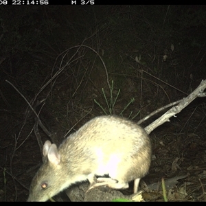 Perameles nasuta at Shannondale, NSW - 8 Oct 2024 10:14 PM