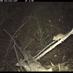 Antechinus flavipes (Yellow-footed Antechinus) at Shannondale, NSW - 9 Oct 2024 by PEdwards